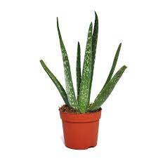 When is it i think that would depend on the cactus species, some can go as low as 2c but others not. Aloe Vera Approx 2 Years Old 10 5cm Pot
