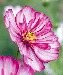 Cosmos Sweet Sixteen Annual Flower Seeds Annual Flowers Cosmos Flowers Flower Seeds