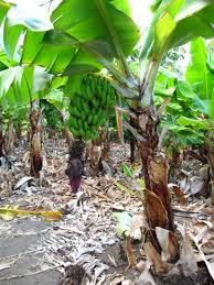 Image result for Musa acuminata