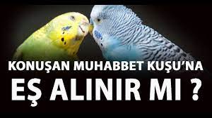 konusan muhabbet kusuna es alinir mi youtube