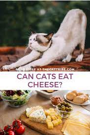 Can Cats Eat Cheese 2 Controversial Answers About Cats And Cheese The Cat Tribe Best Cat Food Cat Nutrition Cat Allergies