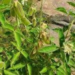 Image result for Crotalaria polysperma