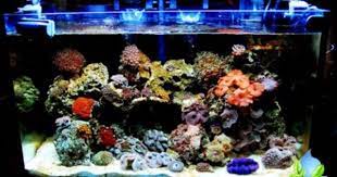 Jasa Desain Aquarium Air Laut Di Jakarta Aquarium Akuarium