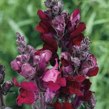 Maybe you would like to learn more about one of these? Black Prince Snapdragon Seeds From Park Seed