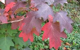 Image result for Hydrangea quercifolia