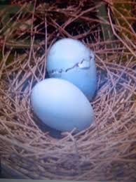 Image result for jalak bali