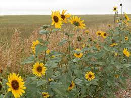 It S Those Wild Sunflowers That Grow On The Side Of The Road Wild Sunflower Kansas State Flower Flower Seeds