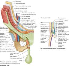The flexor carpi ulnaris is the most medial muscle in the superficial layer of the forearm. Muscles Of The Chest Abdomen And Thigh Superficial Dissection Https Encrypted Tbn0 Gstatic Com Images Q Tbn And9gctp9pyyptw4lonm3iyimoxuetudmlyv9rcc85660bige9hy0ss1 Usqp Cau Related Online Courses On Physioplus