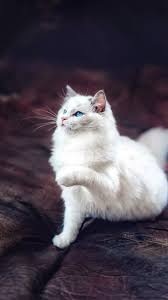 Epingle Par Monique Chartrand Sur Cute Animals Fond D Ecran Chat Photo Chat Chat Trop Mignon