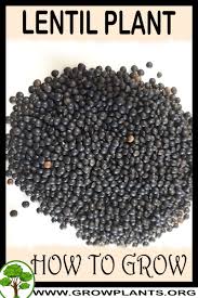 Learn how to grow lentils, growing lentils involves some specific care and requirements given in where do lentils grow. Lentil Plant How To Grow Care