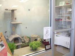 Check spelling or type a new query. Sunrise Pet Hospital Veterinarian In Anaheim Hills Ca Us Cat Adoption Center