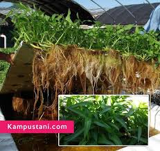 Maybe you would like to learn more about one of these? Cara Menanam Kangkung Hidroponik Kampustani Com