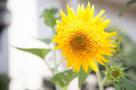 ヒマワリの切り花を長持ちさせるコツは タネを取るには など ヒマワリにまつわるトリビア４題 Greensnap グリーンスナップ