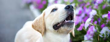 You will find labrador retriever dogs and puppies for adoption in our wisconsin listings. In The Spotlight Fetch Wi Rescue