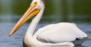 Identification Small Birds Of Colorado American White Pelican Pelican Photos Pelican Pelican Bird