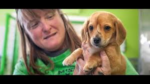 Placements are not on a first come/first serve basis, rather placements are made. Unicorn Puppy Will Stay With Missouri Rescue Mission Wthr Com