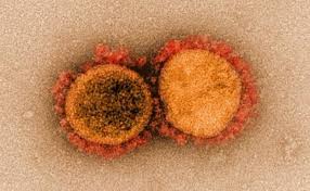 Holanda veta vuelos británicos por nueva cepa del coronavirus. Asi Es La Nueva Cepa Mas Contagiosa Del Coronavirus Que Ha Puesto A Europa En Alerta La Mutacion N5017 Las Provincias
