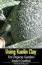 Kaolin clay for garden tips: Pin On Botany