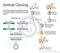 Cloning Is The Most Recent Evolution Of Selective Assisted Breeding In Animal Husbandry Cloning Animals Is A Reliable Way Of Animal Breeding Animals Genetics