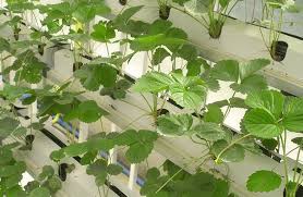 Jun 06, 2021 · untuk mencapai kebaikan, keselamatan, dan rezeki yang melimpah, masyarakat di desa tersebut menghadirkan prosesi tabuta'an dalam upacara adat mereka. 20 Contoh Usaha Di Desa Berkembang Yang Menjanjikan