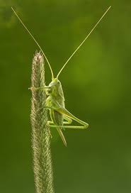 Messagere Reve De Terre Sauterelle Insectes Insectes Volants