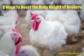 5 Ways To Increase The Body Weight Of Broiler Chickens