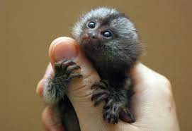 How much does a capuchin monkey cost? How Much Does A Finger Monkey Cost Petspruce Com