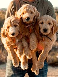 2 year genetic health guarantee. About Doodles Windsong Doodles