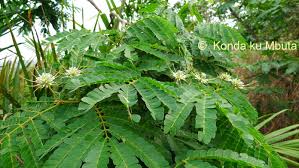 Image result for Landolphia congolensis