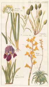 Image result for Liliaceae