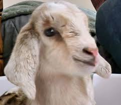 What breed is my tiny baby goat?