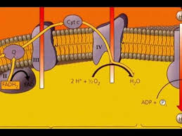 Oxidative Phosphorylation Oxidative Phosphorylation Biology Teacher Biochemistry
