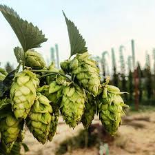 Symptoms of hops toxicity in dogs Hops Archives Capracopia