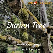 Jun 07, 2021 · don't add fruit pits, fats, diary, or meat products. Eco Starland Group On Twitter Durian Trees Produce An Average Of 100 Durians In One Season The Life Span Of A Durian Tree Is About 100 Years The Higher The Age Of