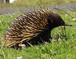 Echidna Australia Animals Australian Animals Echidna