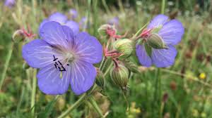 Irish wildflowers and wildflower images lore and background from ireland a personal collection of this listing gives a short explanation, sometimes by word, sometimes by picture, of the more common. Coronavirus Roadside Wildflowers Bloom Under Lockdown Bbc News
