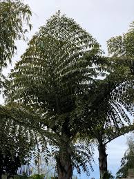 Image result for Caryota