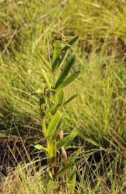 Image result for Eriosema pauciflorum