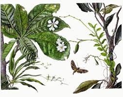 Image result for Angraecum calceolus