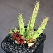 Image result for Huernia kirkii