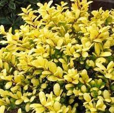 Drops of gold japanese holly. Ilex Crenata Drops Of Gold Box Leaved Holly Japanese Holly Care Plant Varieties Pruning Advice