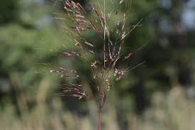 Image result for Capillipedium