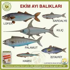 X Adli Kullanicinin Mevsimine Gore Yiyelim Panosundaki Pin Balikcilik Balik Balik Yemleri