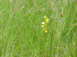 Image result for Orthochilus