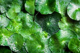 Image result for Centella glabrata