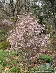 Image result for Prunus