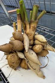 Bilderesultat for tuber