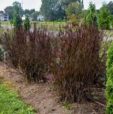 Image result for Andropogon