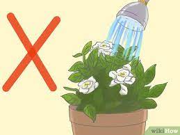 Maybe you would like to learn more about one of these? 3 Ways To Raise Gardenias In Pots Wikihow