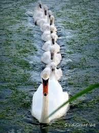 Birds That Start With J Swan Family Gears In For Ramping Speed All On Shore Await Au Gre Du Vent J Irai La Ou Les Images M Emporteront Birds Animals Beautiful Beautiful Birds
